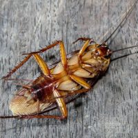Con 2 ingredientes que tenés en casa, terminá de una vez y para siempre con las cucarachas en tu hogar