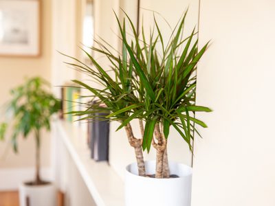 Palo de agua: conocé por qué es la planta más feliz del mundo