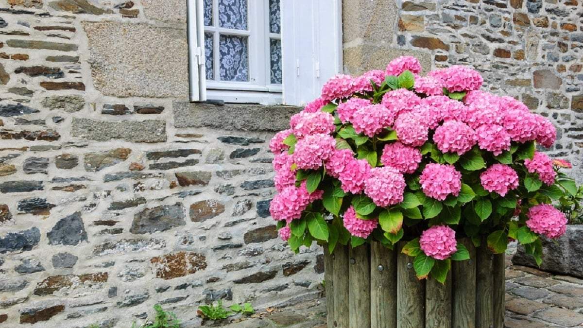 Cómo cuidar de las Hortensias. Fuente: (X)