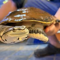 Golpe a la caza furtiva y tráfico de fauna: operativos en China Muerta y Junín de los Andes