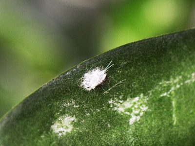 El secreto que los jardineros no quieren que sepas para mantener tus plantas lindas y sin ninguna plaga