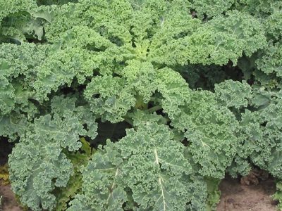 El kale, una col rizada que gana espacio entre los superalimentos