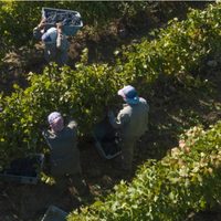 Rechazan por "miserable" la oferta paritaria a vitivinícolas y habrá paro