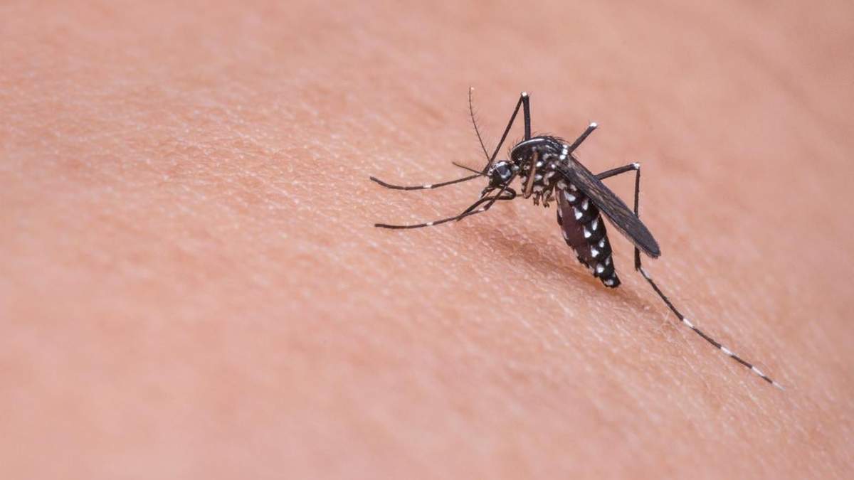 Mosquitos. Fuente: (Instagram)