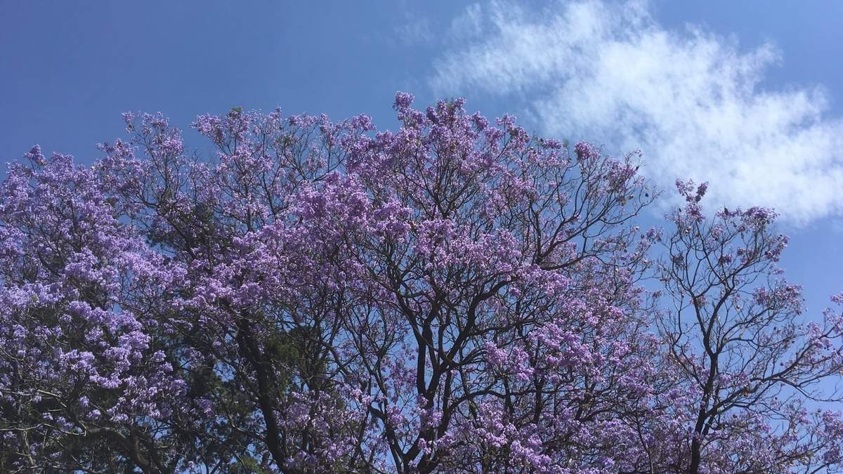 Evocación en el festival Primavera Bonita