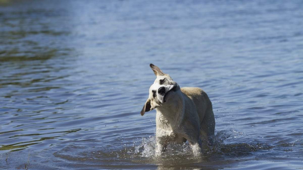 No quedará otro remedio que ir a refrescarse a las aguas del Limay. Fuente: (Emiliano Ortiz)