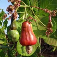 La frondosa planta que crece como árbol y tiene el fruto más rico y comestible