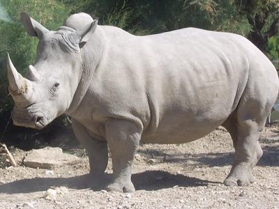 Más de 2 mil rinocerontes blancos en cautiverio serán liberados en África