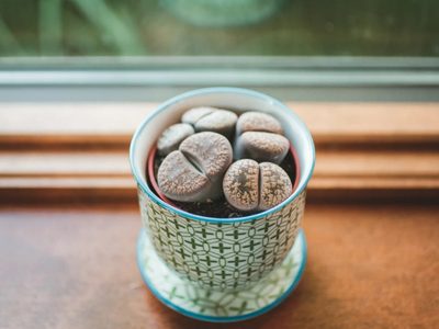 Una piedra viviente: el cactus más raro y exótico que es ideal para darle glam a tu hogar