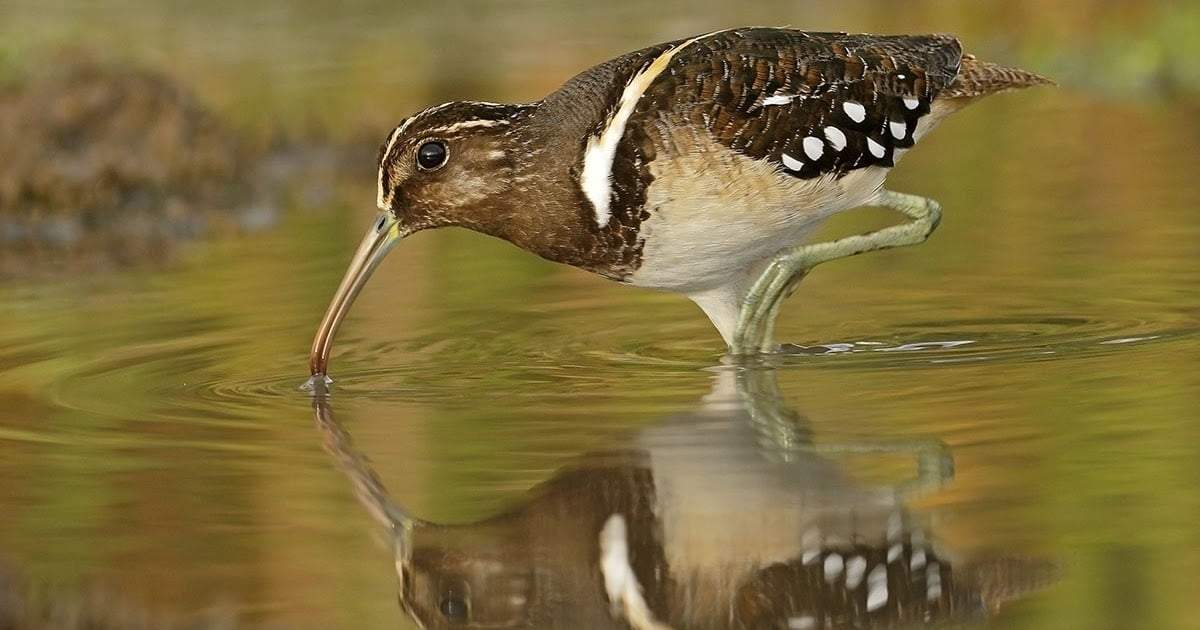 Curiosidades sobre el aguatero. Fuente: (X)