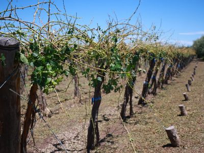 Por el estado de desastre y emergencia agropecuaria el tesoro le entregó $7 mil millones a Mendoza