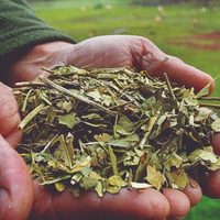 Crisis en Misiones: preocupación en el sector de la yerba mate por la caída del precio