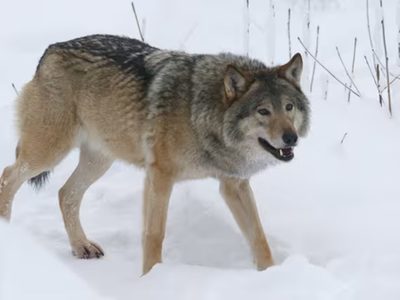 Finlandia: permiten volver a cazar lobos tras cinco décadas