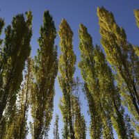 Clima en Neuquén: miércoles soleado y sin nubosidad