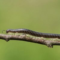 No lo mates: el insecto que vive en tu jardín y te protege de una particular forma