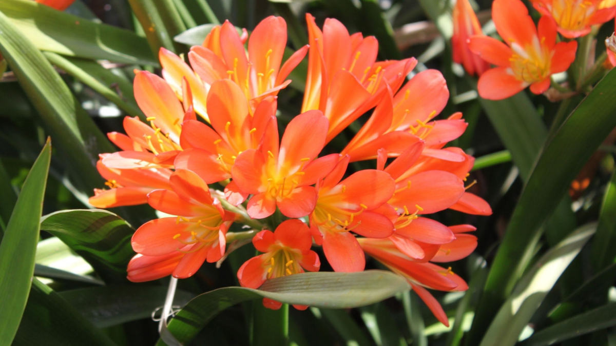 Clivias. Fuente: (Instagram)