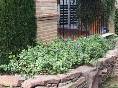 De bajo mantenimiento: la planta que ocupa poco espacio y que podés tener en tu casa sin problemas