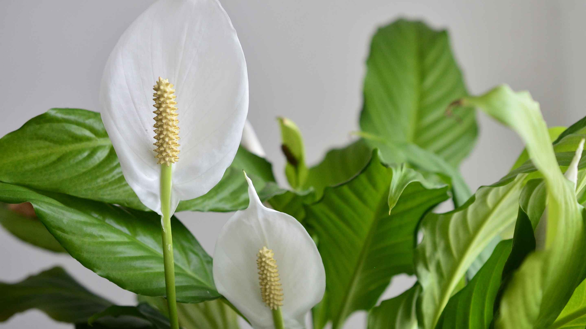Plantas. Fuente: (Instagram)