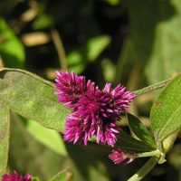 Crece mucho y tiene flores hermosas: la planta perfecta para decorar tus canteros en pleno invierno