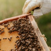 Instalan colmenas en paradas de colectivo para salvar abejas