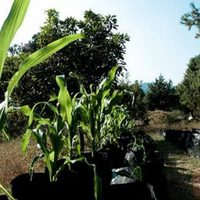 Académicos de la UNAM crean la milpa sustentable, para la producción de granos