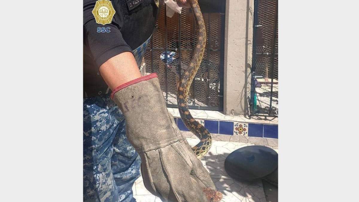 La serpiente cincuate