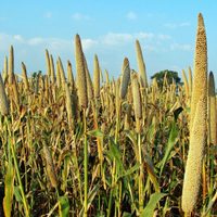 Alimentos para un mundo más caluroso: cinco cultivos que podrían dar de comer al mundo del futuro