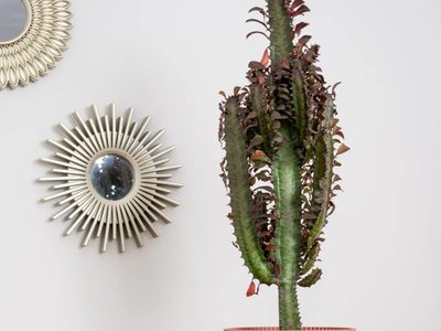 Conocé a la Euphorbia Trigona: la planta que parece un cactus, pero es una suculenta