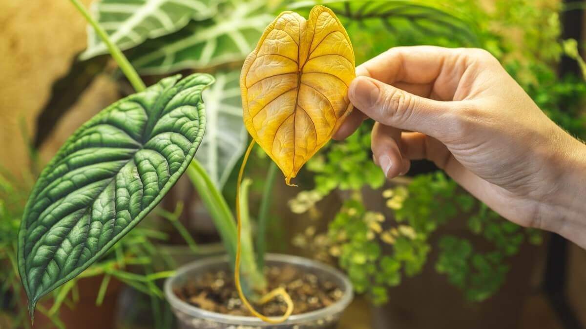Plantas. Fuente: (Instagram).