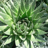 Secretos y consejos para tener una aloe aristata, de las más vistosas suculentas