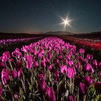Luna azul y tulipanes: un espectáculo único para disfrutar el próximo sábado
