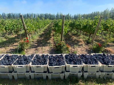 Fiesta en Mendoza: abrieron los restaurantes de bodegas al turismo