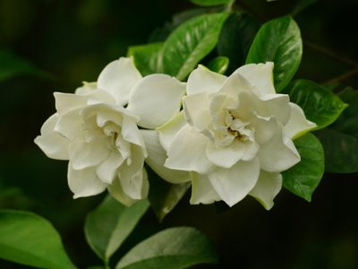 El secreto de los expertos para que los jazmines exploten de flores
