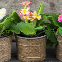 Justo ahora que se acerca la Primavera: con cualquiera de estas plantas tu casa siempre tendrá rico olor