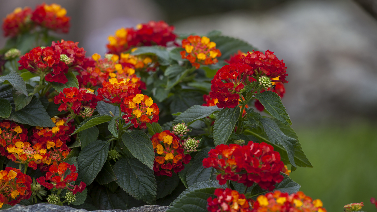 Lantana. Fuente: (Instagram)