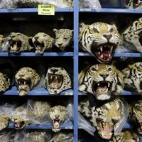 Empeora el tráfico mundial de tigres; se incautan 9 grandes felinos por mes