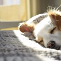 El truco infalible y con pocos ingredientes para eliminar el olor a perro de la cama