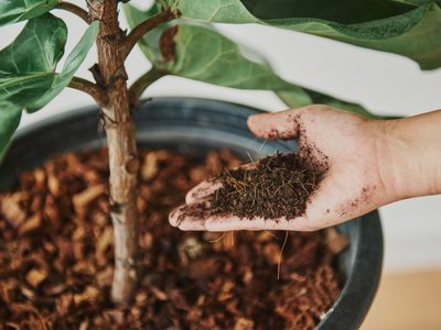 Abono de café: ¿cuándo usarlo y para qué sirve?