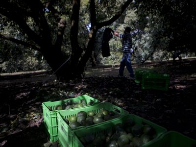 AMLO confía en que hoy se resuelva el problema de la exportación de aguacate a EU
