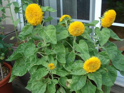 Conocé este exótico tipo de Girasol que sin duda se convertirá en la planta que querrás en tu jardín