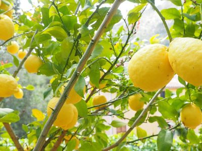 El potente abono casero para nutrir tu limonero y que te dé rápidamente frutos