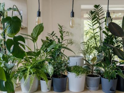 3 plantas hermosas para poner en la puerta de tu casa y que no necesitan demasiada atención