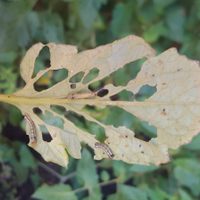 Por qué las hojas de mis plantas aparecen con agujeros y cómo solucionarlo