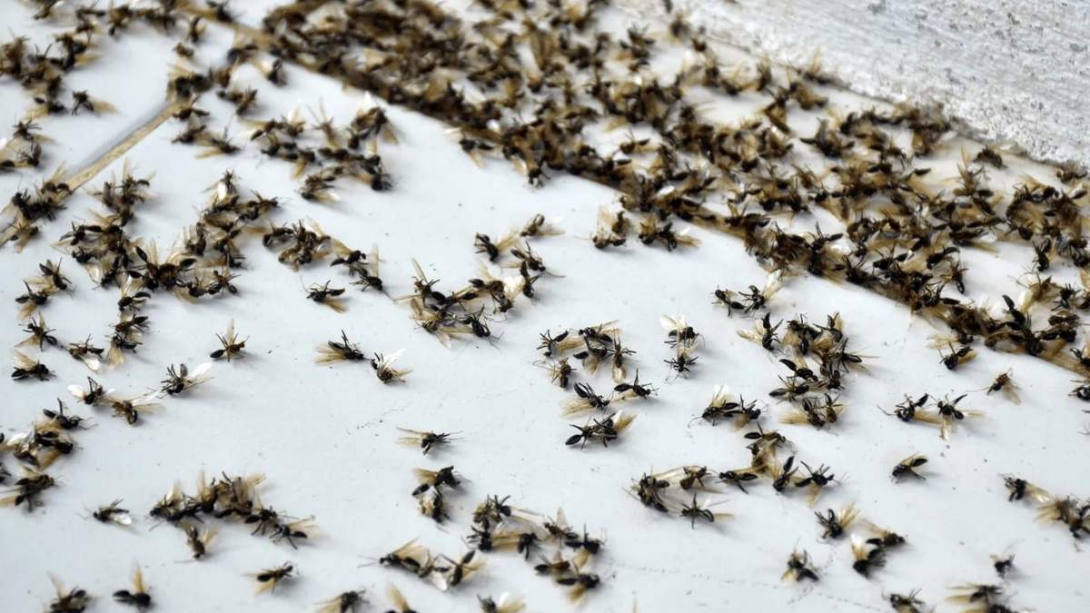 Desde esta semana se vive una invasión de hormigas en el AMBA. Fuente: (X)
