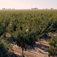 La impresionante fiebre por el "oro verde"