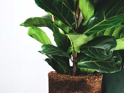 Así podés reproducir el Ficus pandurata, la planta de moda más exclusiva, y hacer muchos hijos de una sola