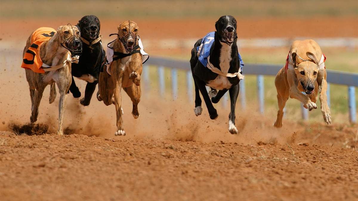 Carrera de galgos ilegal. Fuente: (Twitter)