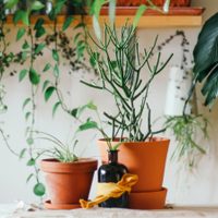No te preocupes más: el secreto definitivo para cuidar tus plantas si salís de vacaciones
