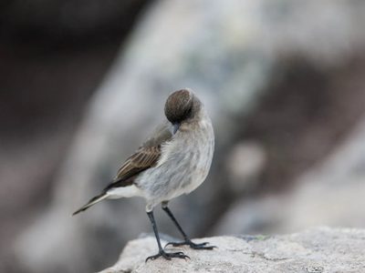 Curiosidades sobre la dormilona: el ave pequeña e inquieta que recibe el apodo como el "pájaro de las noticias"