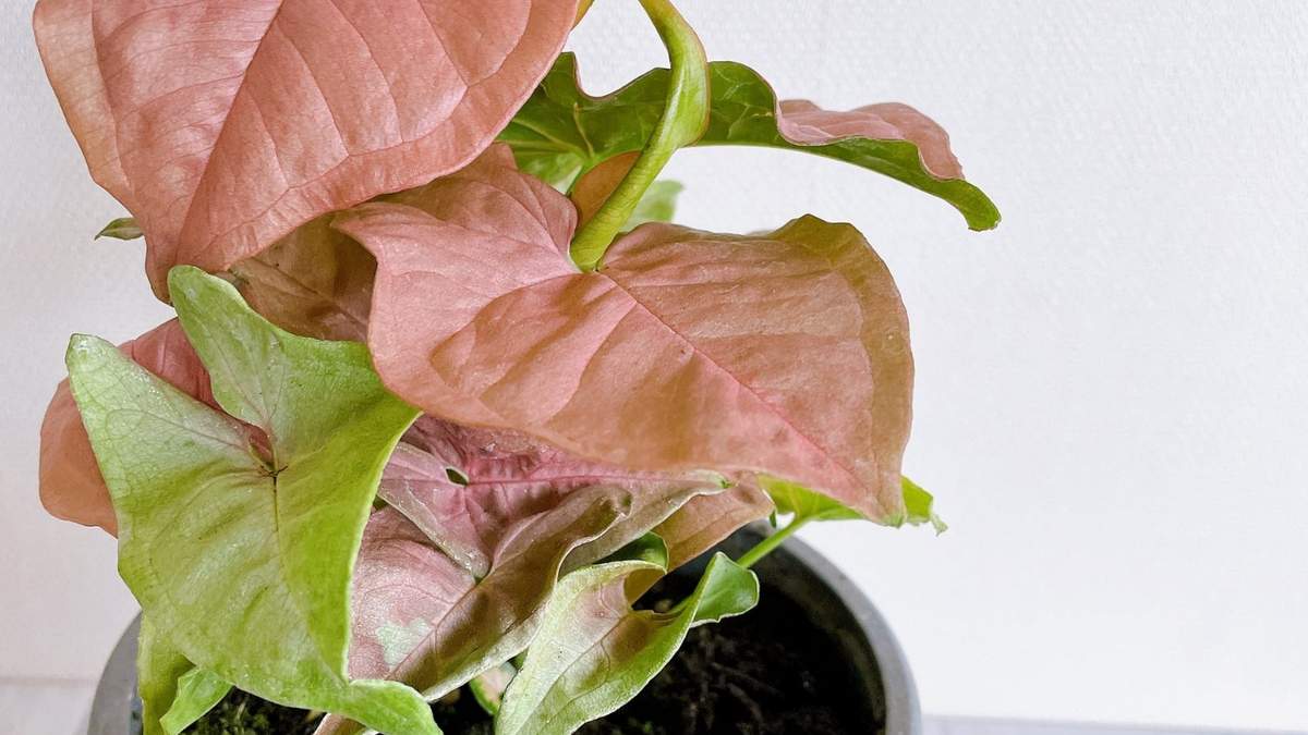 Planta. Fuente: (Instagram)